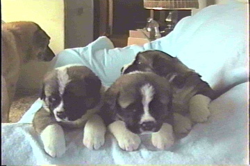 Midge and Cujo's pups